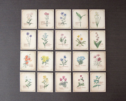 RETRONOME 図鑑風 小さなメッセージカードBOX